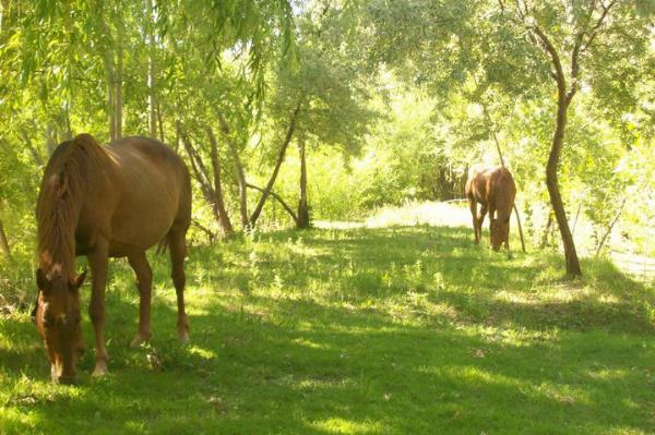 Photo of the campground Los Alazanes, Centenario, Neuquén, Argentina