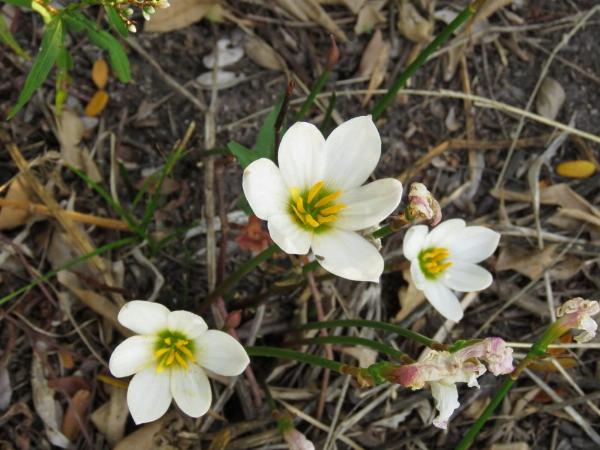 Foto del camping Punta Sur, Gualeguaychú, Entre Ríos, Argentina