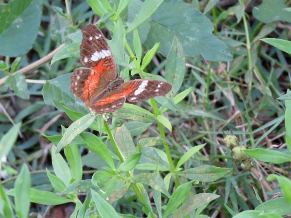 Foto del camping Punta Sur, Gualeguaychú, Entre Ríos, Argentina