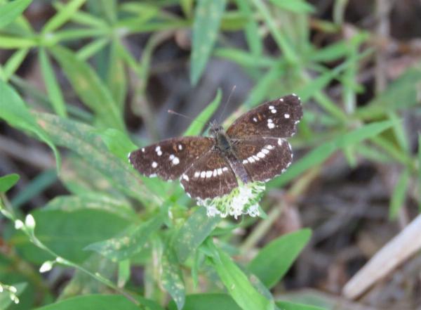 Foto del camping Punta Sur, Gualeguaychú, Entre Ríos, Argentina