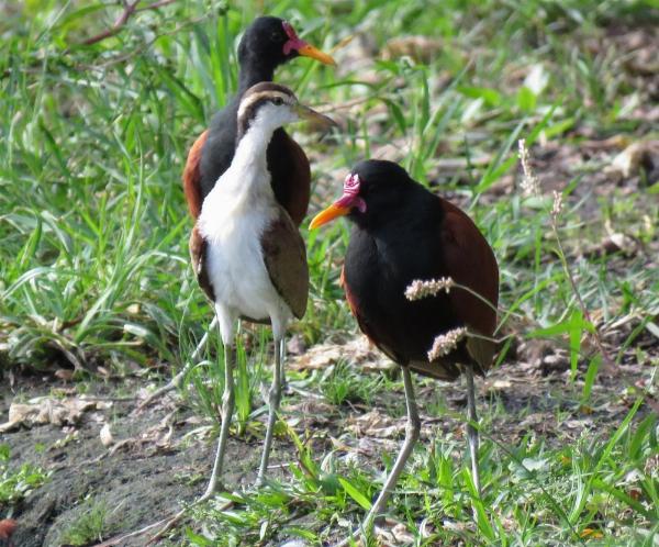 Foto del camping Punta Sur, Gualeguaychú, Entre Ríos, Argentina