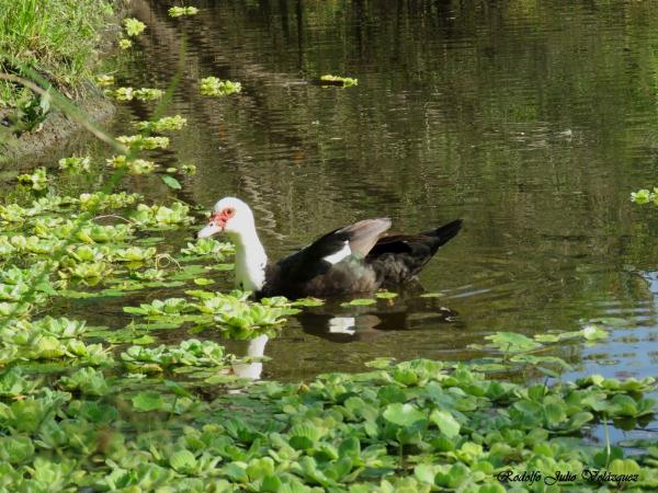 Foto del camping Punta Sur, Gualeguaychú, Entre Ríos, Argentina