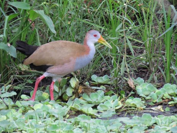Foto del camping Punta Sur, Gualeguaychú, Entre Ríos, Argentina
