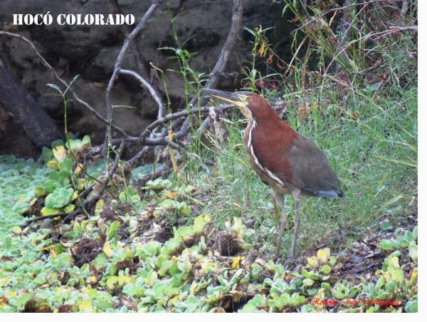 Foto del camping Punta Sur, Gualeguaychú, Entre Ríos, Argentina