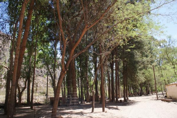 Photo of the campground El Sauce, San Rafael, Mendoza, Argentina